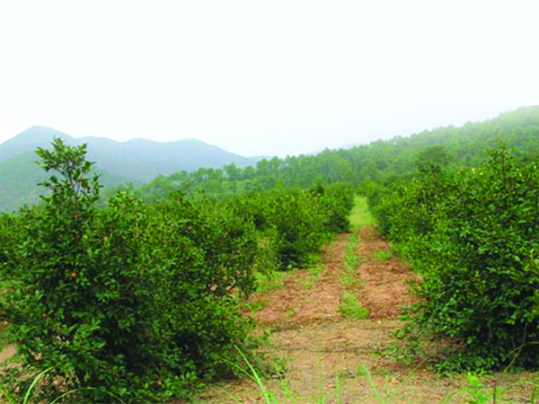 開(kāi)墾改良茶油基地
